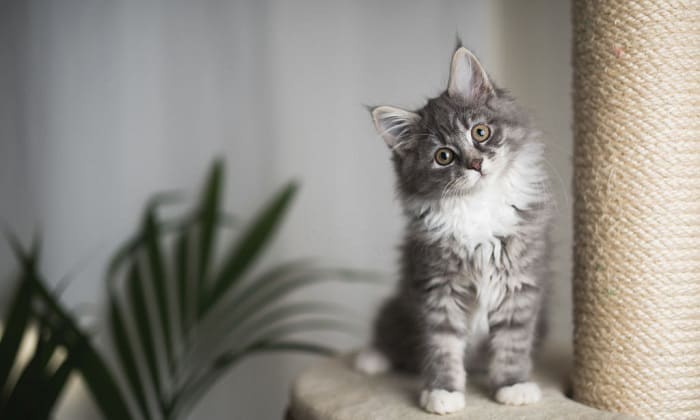 vacuüm Adverteerder evolutie How Much Do Maine Coon Kittens Cost? - Average Price