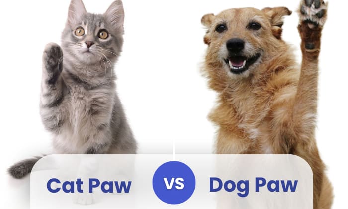 dog paw print vs cat