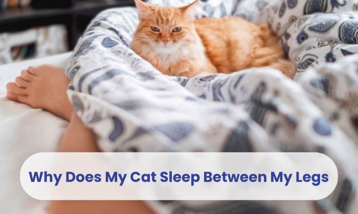 Why Does My Cat Sleep Between My Legs? - 6 Interesting Facts