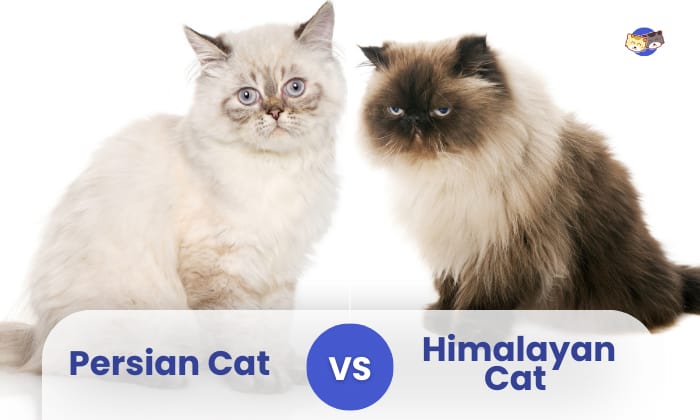 himalayan persian mix cat