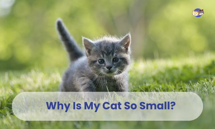 Why is My Cat So Small? Is It Normal? - 6 Reasons