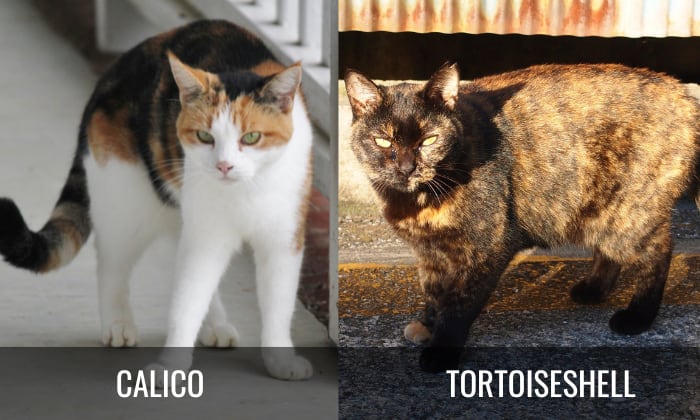 calico cat vs tortoiseshell