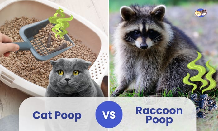 Cat Poop vs Raccoon Poop - Identification Guide