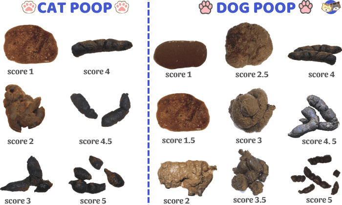 Cat Poop vs Dog Poop: Odor, Texture & Other Differences