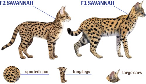 f1 savannah cat