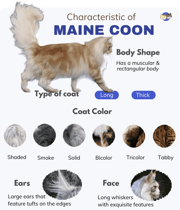 Maine Coon vs Tabby Cat: How to Tell if My Cat is Maine Coon?